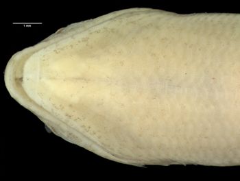 Media type: image;   Herpetology R-7261